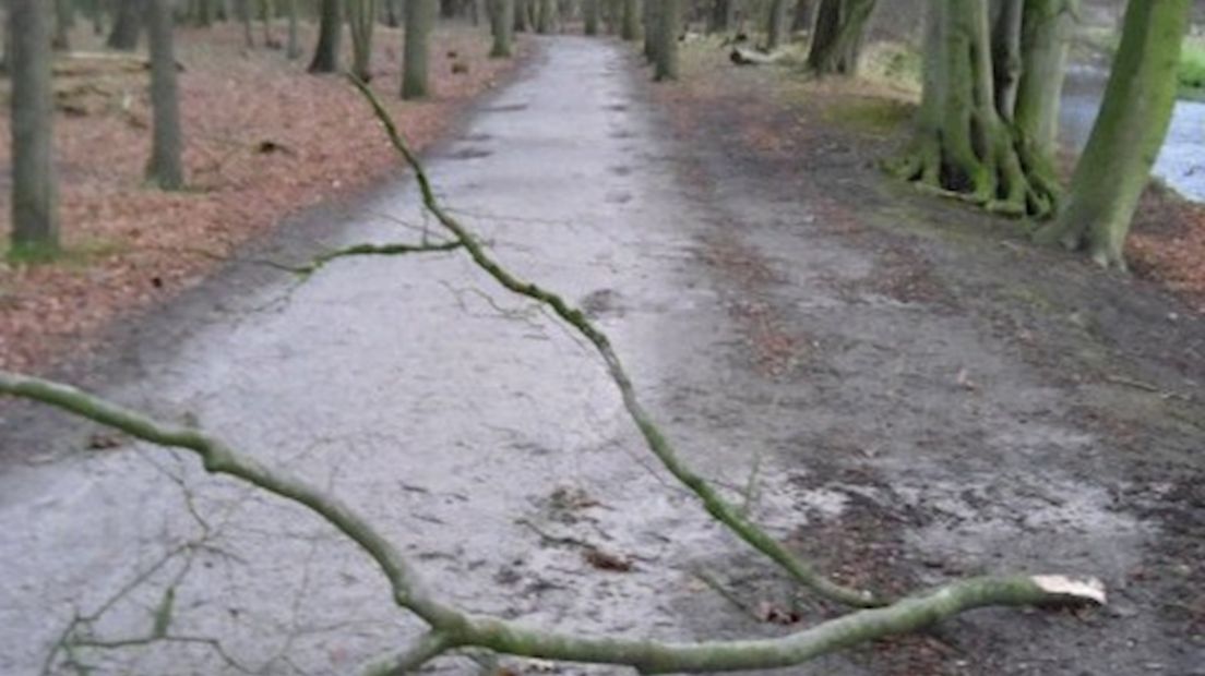 Bomen waaien om