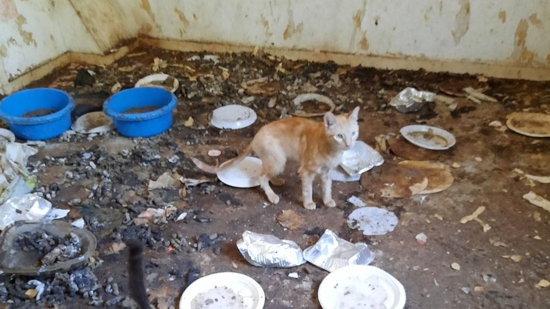 Eén van de verwaarloosde katten in Koewacht