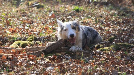 Hier moet je op letten als je met je hond het bos in gaat