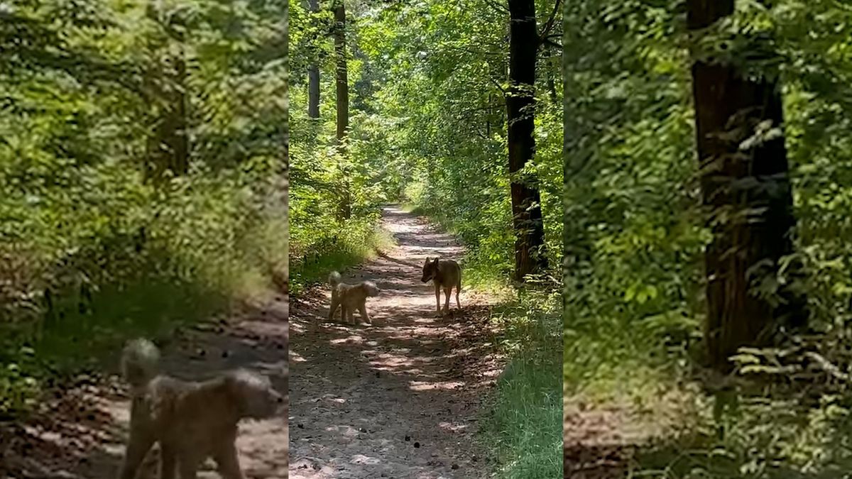 Jonge wolf snuffelt aan hond in Amerongen: 'Onbezonnen pubergedrag'
