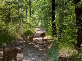 Jonge wolf snuffelt aan hond in Amerongen: 'Onbezonnen pubergedrag'