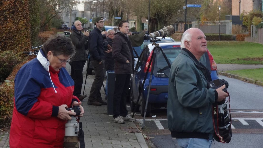 Vogelliefhebbers hebben woensdagmiddag in Apeldoorn tot hun vreugde een groep pestvogels gespot. Enkele fotografen met grote lenzen kwamen snel op de zeldzame vogels af.