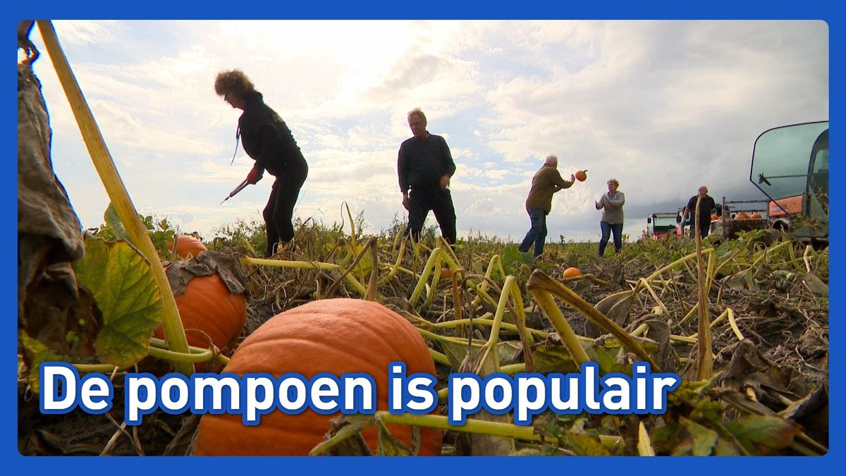 Oogst van populaire pompoen weer van start
