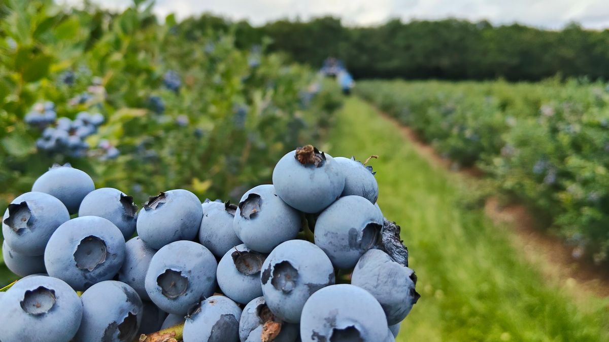 Zacht fruit groeit als kool: 'Trots op mijn blauwe bes'