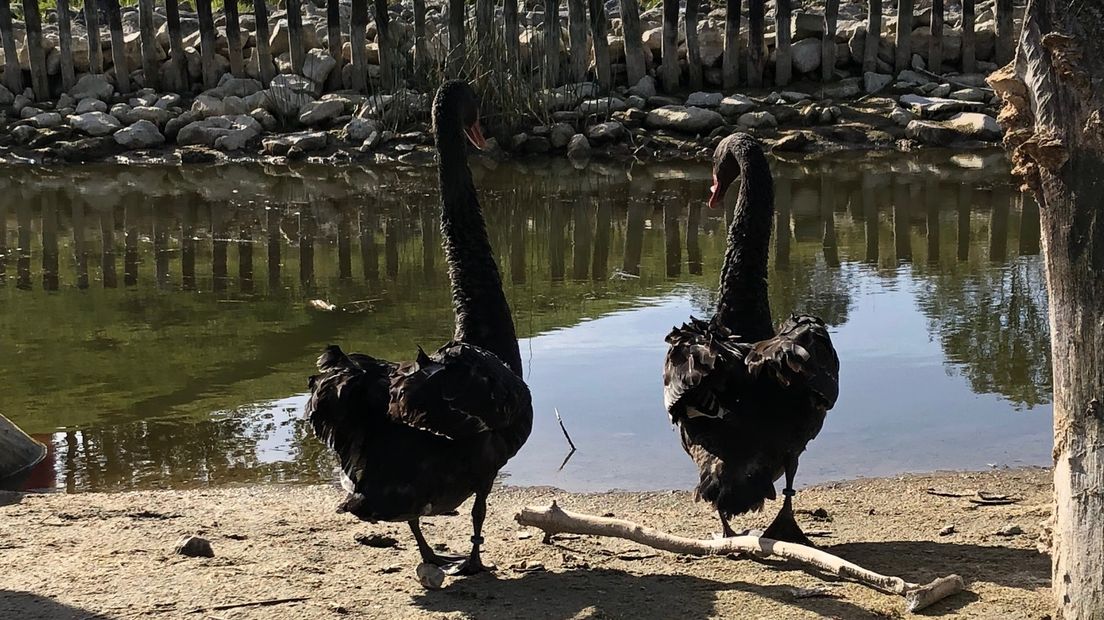 Zwarte zwanen bij Bevrijdingsmuseum Zeeland