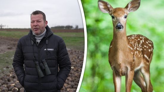 Nog maar 40 damherten in leven, maar beloofde evaluatie over het afschieten blijft uit