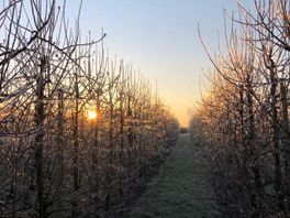 Fruittelers in de regio verwachten nachtvorst: 'We zijn allemaal goed voorbereid'