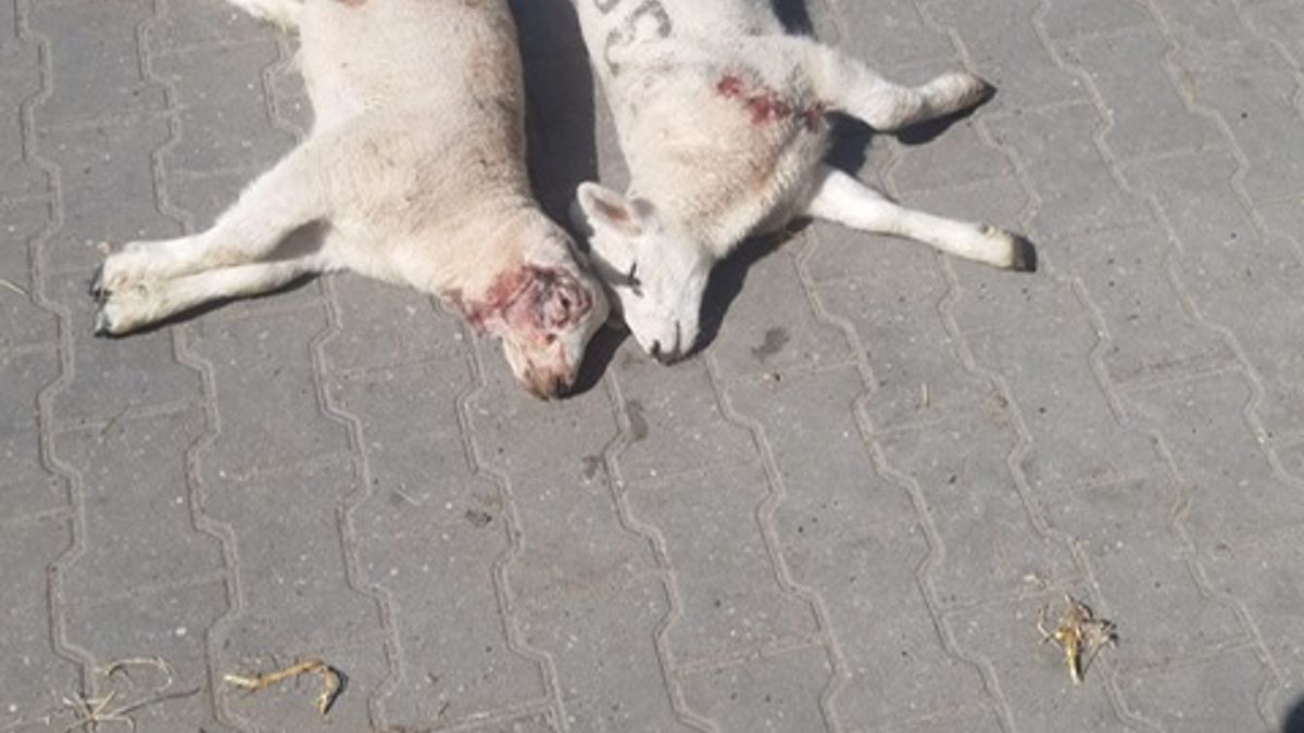 Wolf duikt op in Kuinre, schapen gedood