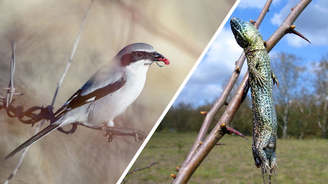 'Hij is de slager onder de vogels', vertelt boswachter Han ten Seldam van Natuurmonumenten over de klapekster. Vogeltjes, kevers, muizen en zelfs hagedissen zijn hun leven niet zeker met de klapekster in de buurt. Als de prooi eenmaal is gevangen, wordt die vakkundig aan een doorn geprikt om later opgegeten te worden. Het liefst legt het op het oog zo schattige vogeltje een hele voorraad aan.