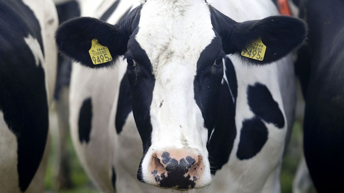 Schimmel velt zestig koeien in Holwierde