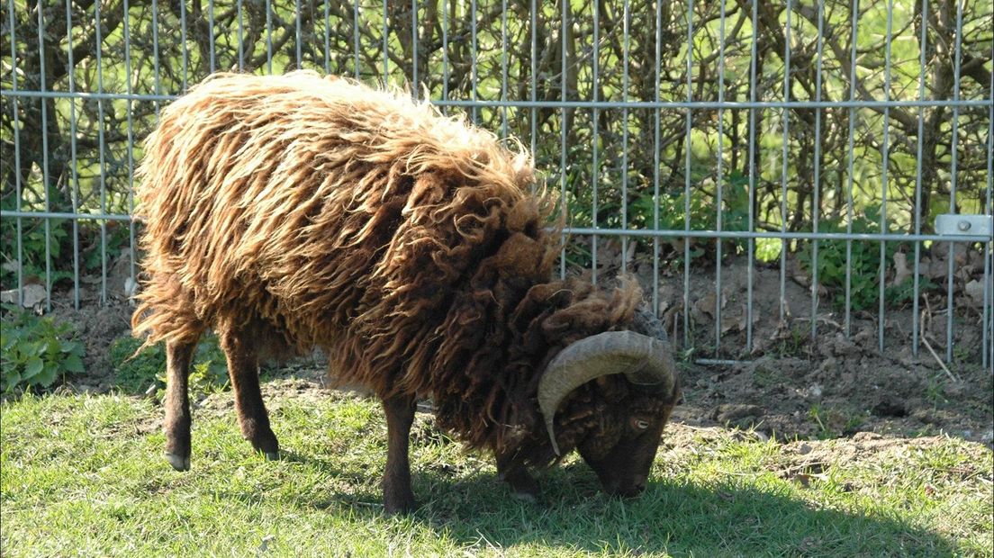 Lugubere ontdekking bij kinderboerderij Olst: "Ingewanden lagen naast schapenkop"