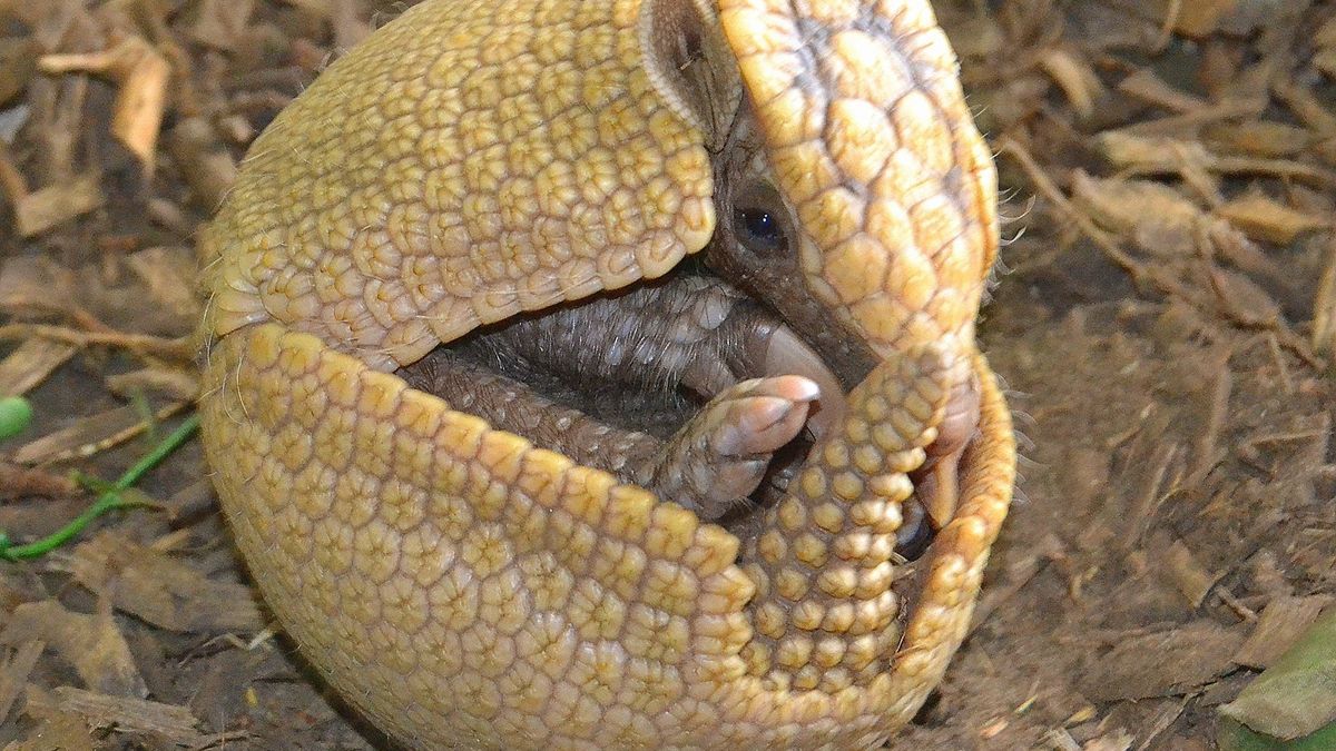 RTV Drenthe heeft eigen WK orakel: Fuleco voorspelt uitslagen