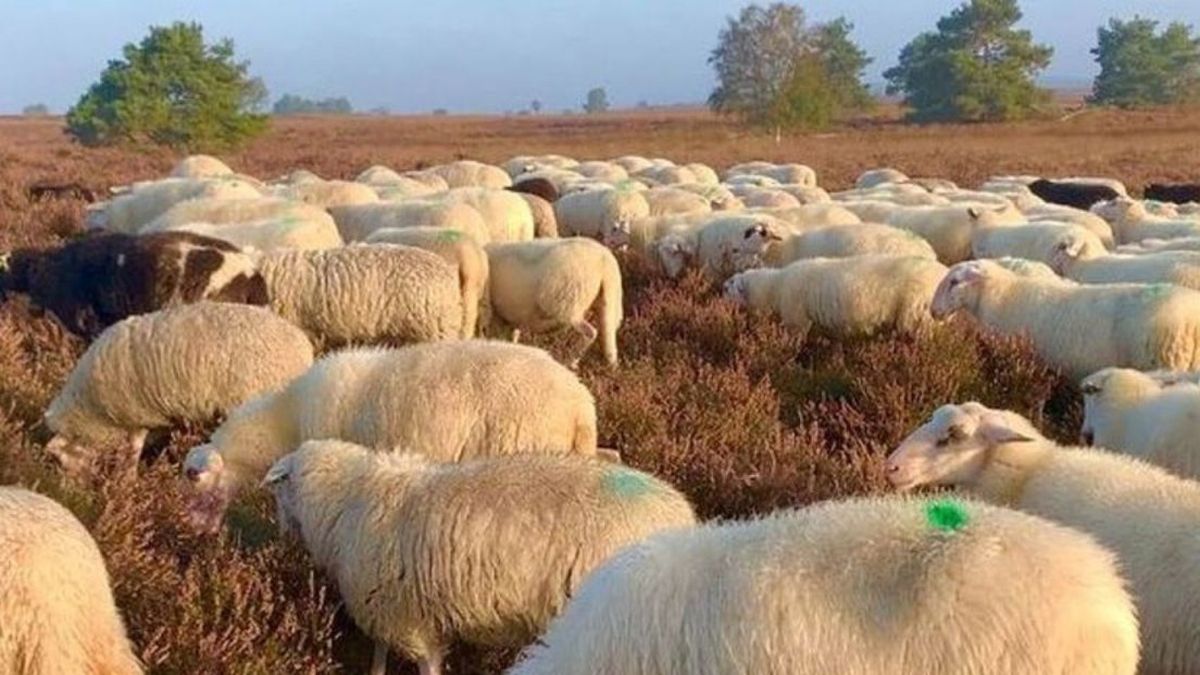 Meepraten over nieuwe locatie schaapskooi duurt nog even