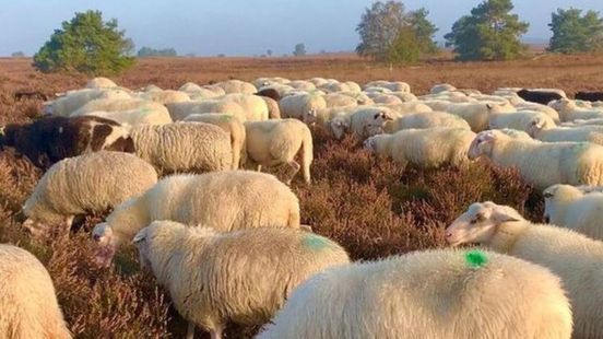 Meepraten over nieuwe locatie schaapskooi duurt nog even
