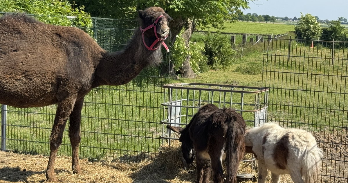 Dierenparadijs in Bocholtz botst met gemeente: rechter fluit Simpelveld terug