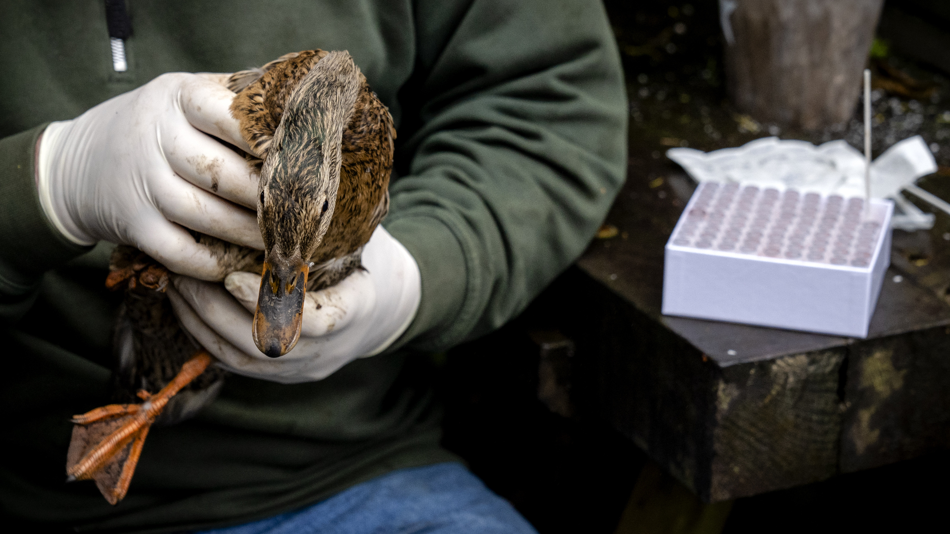 Vogelgriep net over de grens met Zuid-Holland: deze Utrechtse gemeenten merken dat