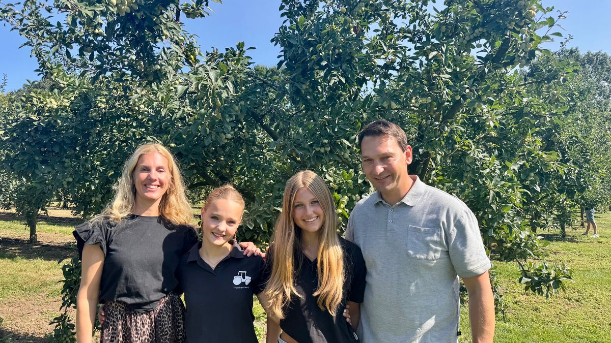 Fruitbedrijf zoekt oplossing voor overschot aan mirabellen in Baarlo: 'Zonde als het overblijft'