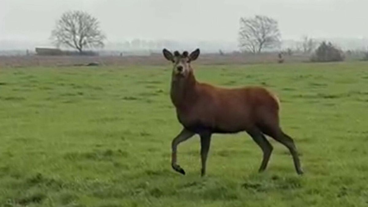 Edelhert gezien bij Oosterwolde: 