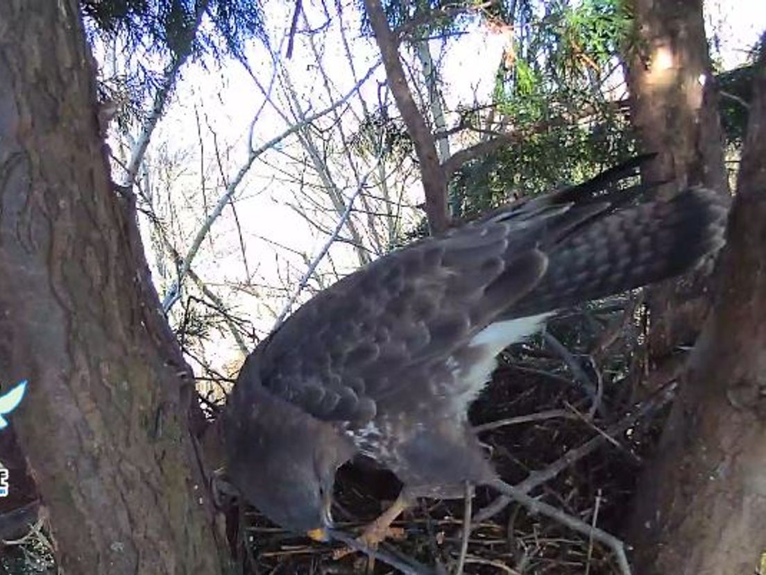 De buizerd in het nest