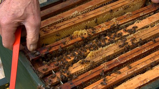 Het gaat slecht met de bijen, dit kun je doen om ze te helpen