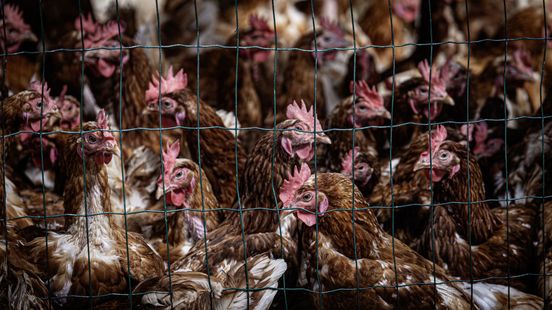 Burgemeester houdt hart vast na nieuwe vogelgriepbesmetting