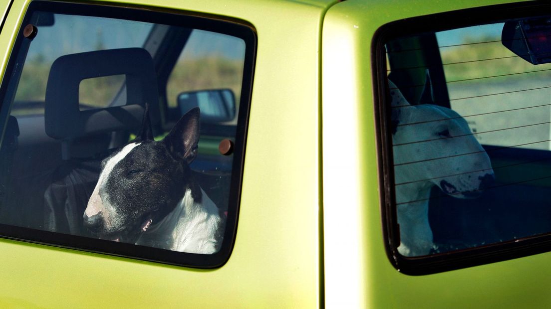 Twee honden in een auto (foto ter illustratie)