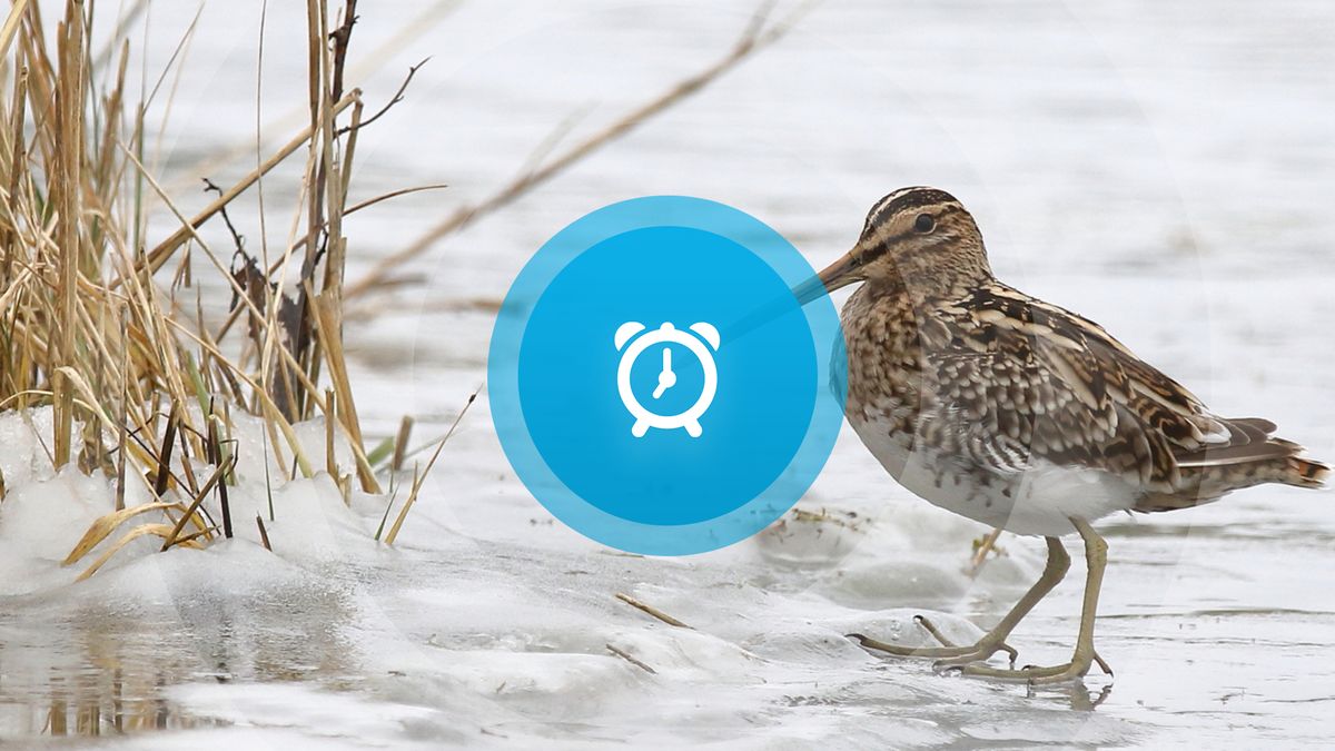 Goedemorgen! Weer winterdienstregeling NS, kerstboomverbrandingen en interim-burgemeester Terneuzen