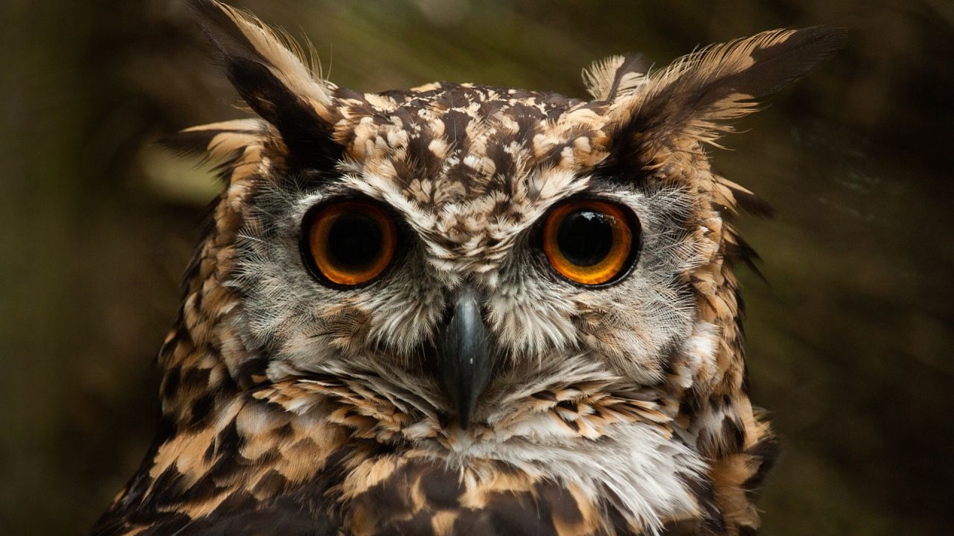 De oehoe is de grootste en hier zit hij - Omroep Gelderland
