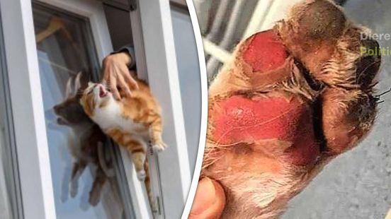Zomerongelukken bij huisdieren: kat overleeft val van acht hoog, maar kiepraam is levensgevaarlijk. Zomerongelukken bij huisdieren: kat overleeft val van acht hoog, maar kiepraam is levensgevaarlijk.