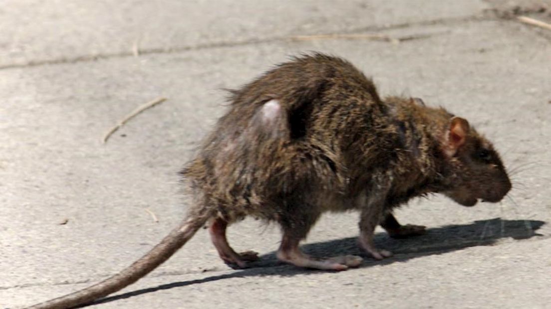 Inwoners van Hengelo-Zuid hebben al lange tijd last van ratten