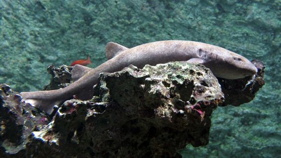 Amsterdamse haaien weer weg uit Arnhem