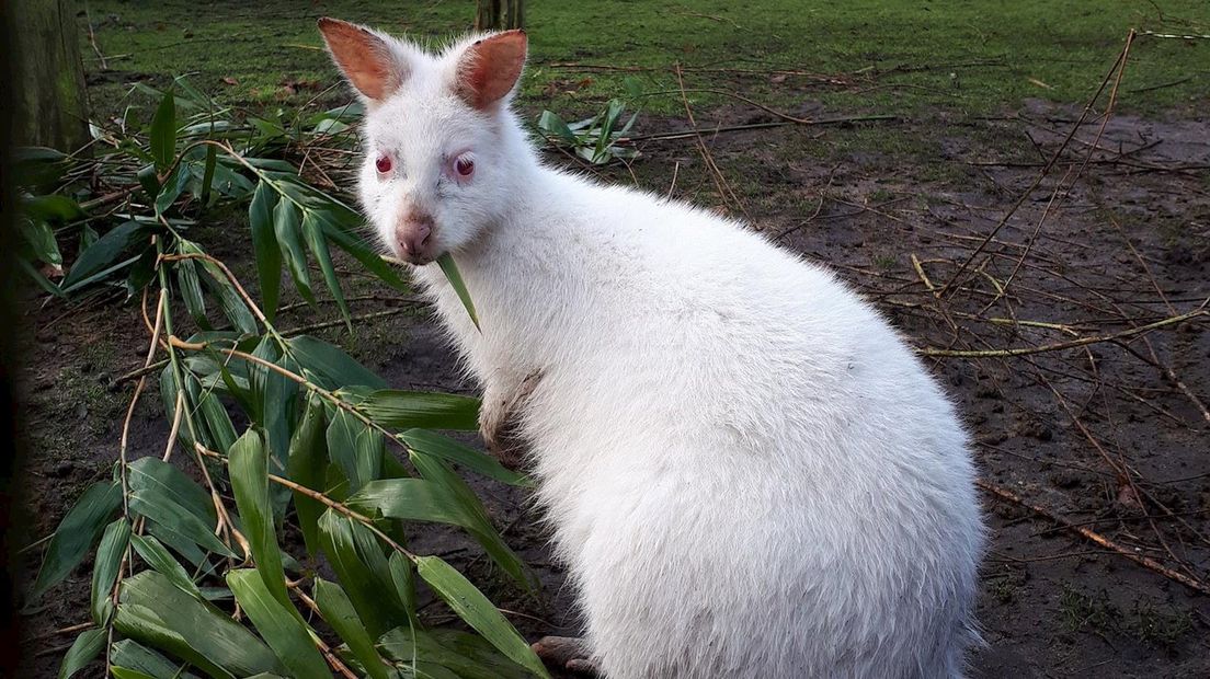 Een soortgelijke wallaby is gestolen bij een kinderboerderij in Staphorst
