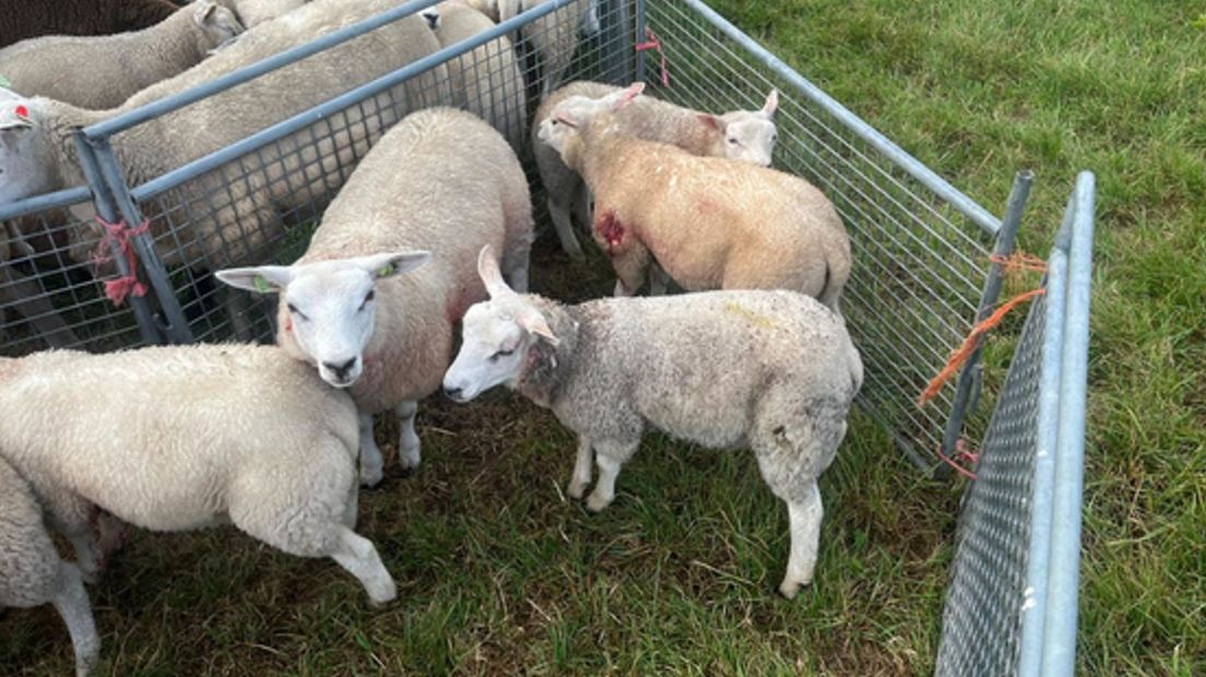 Aanval op schapen in Vledder