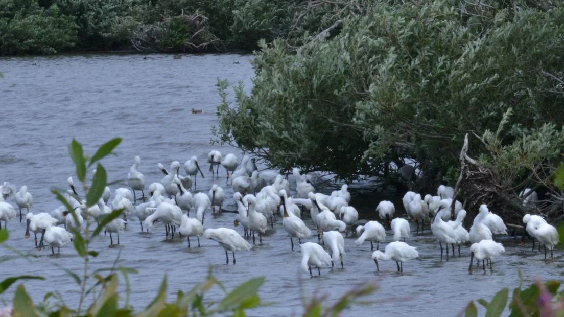 Lepelaars in de Westerplas op Schiermonnikoog