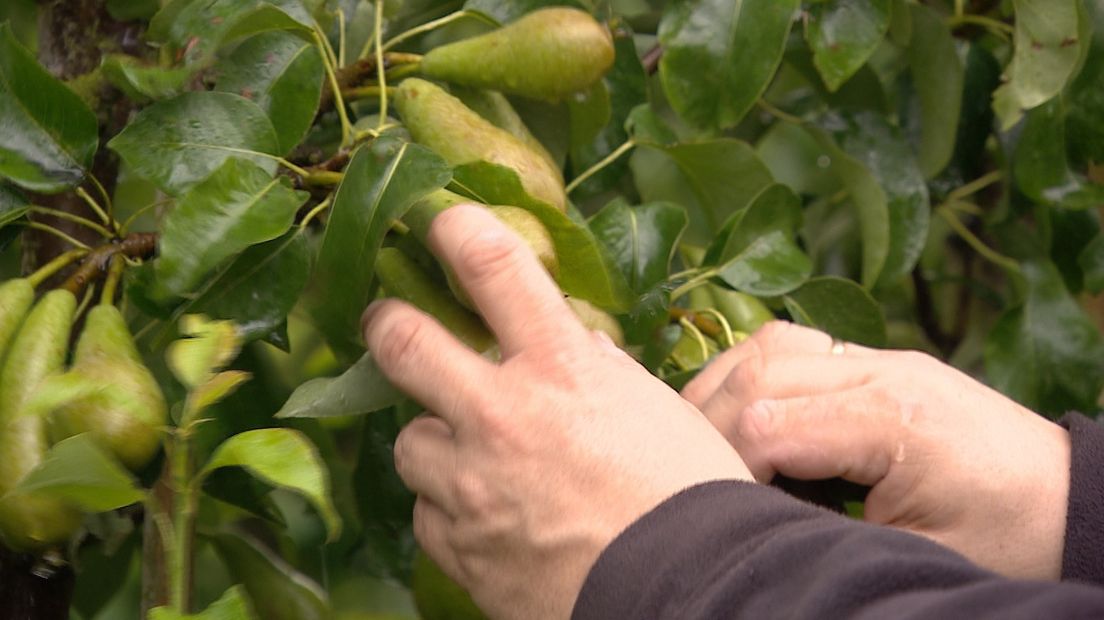 Fruittelers Borsele blij: het hagelkanon mag blijven