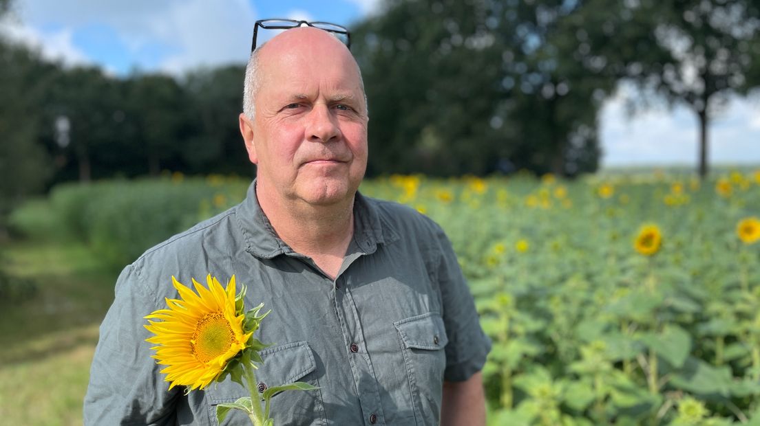 Boer Hendrik Luth geeft zonnebloemen weg