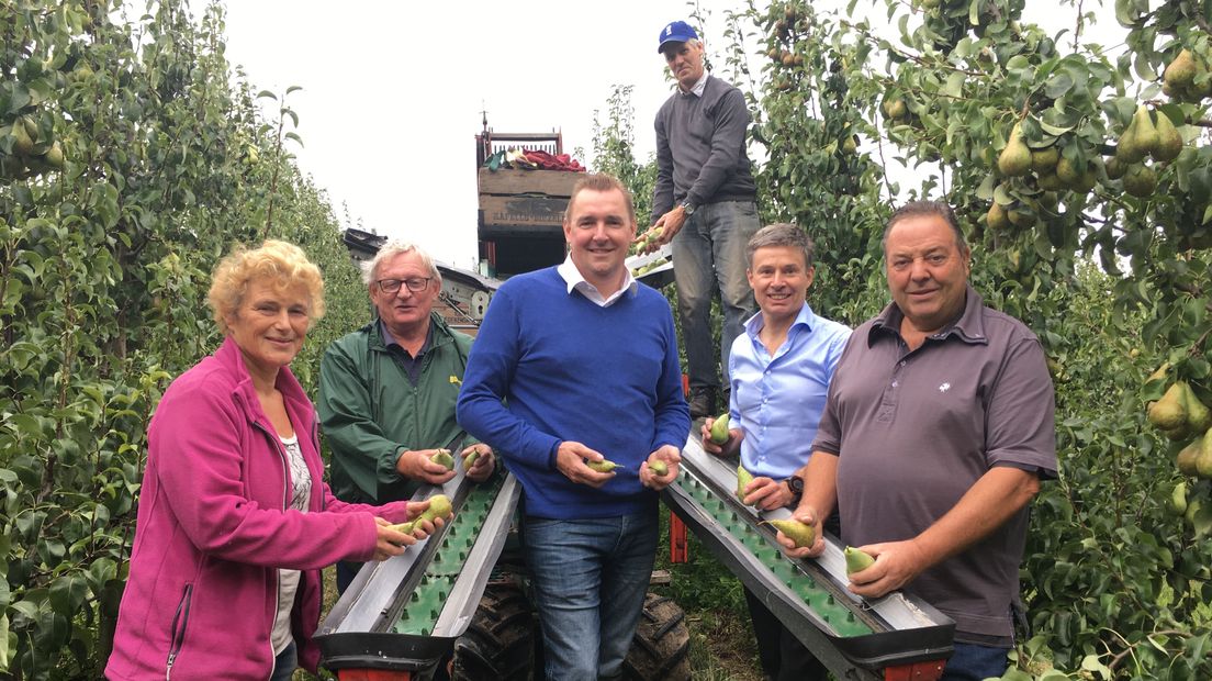 Het fruitpluk seizoen is begonnen in Hoedekenskerke en burgemeester Gerben Dijksterhuis van de gemeente Borsele hielp een handje mee