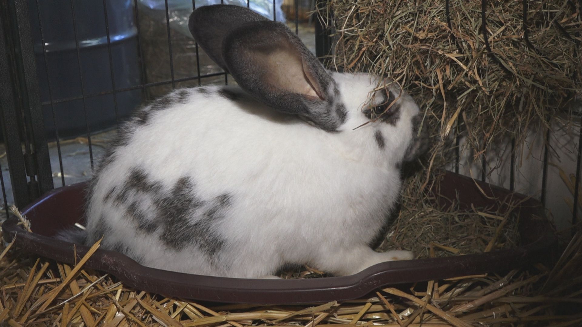 Katten en konijnen steeds vaker gedumpt: 'Ze blijven maar binnenkomen