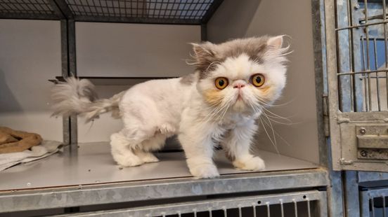 Traag herstel voor verwaarloosde katten: 'Dat het zo erg zou zijn, hadden we niet verwacht'
