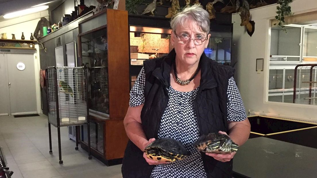 Onderdak voor schildpadden gezocht