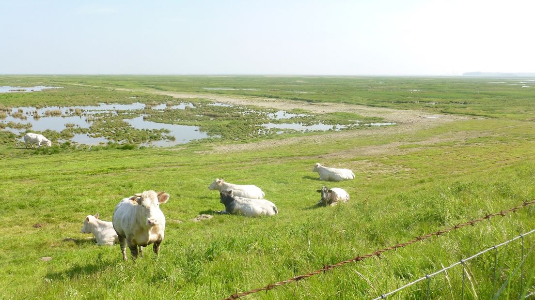 Scheldedelta in beeld als Unesco-park