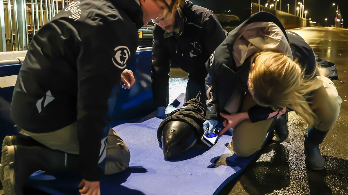 Levende, maar gewonde bruinvis aangespoeld op het strand van Ameland