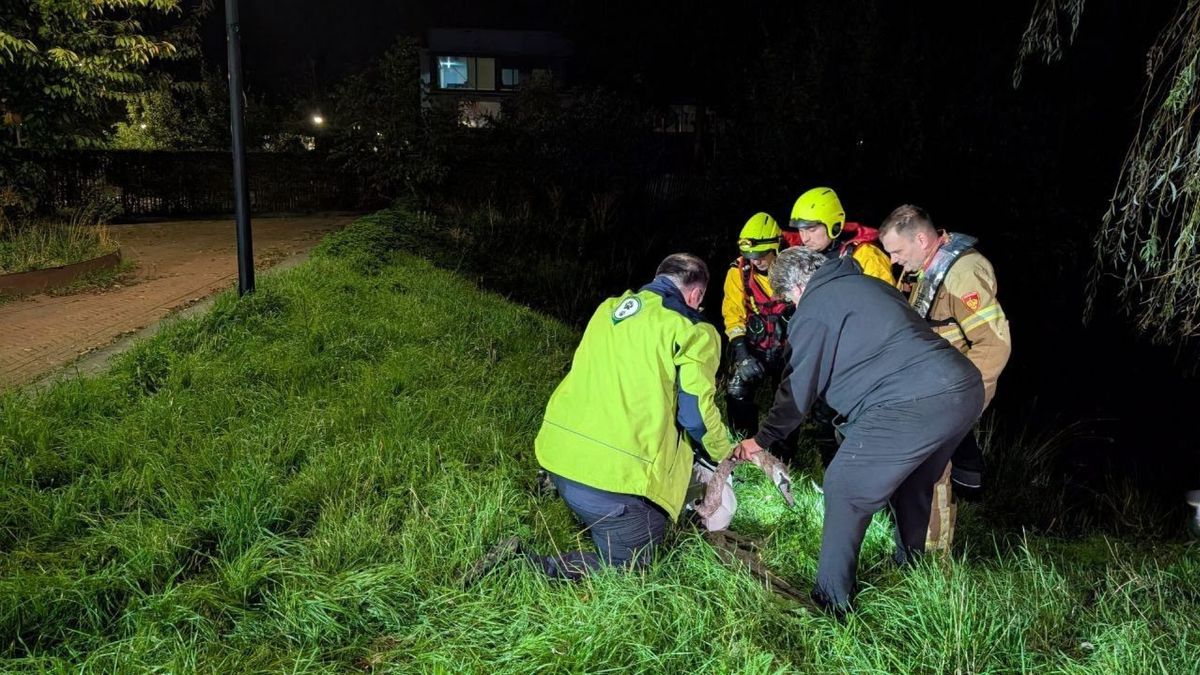 Brandweer redt zwaan uit visdraad in Doetinchem
