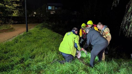 Brandweer redt zwaan uit visdraad in Doetinchem
