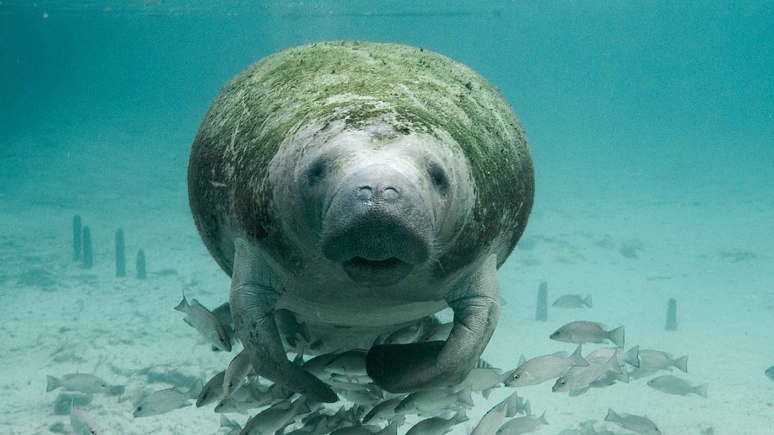 Het is een behoorlijke operatie die waarschijnlijk uren gaat duren: het verhuizen van drie zeekoeien in Burgers' Zoo in Arnhem. Deze donderdag krijgen de beesten een nieuw onderkomen in de dierentuin.