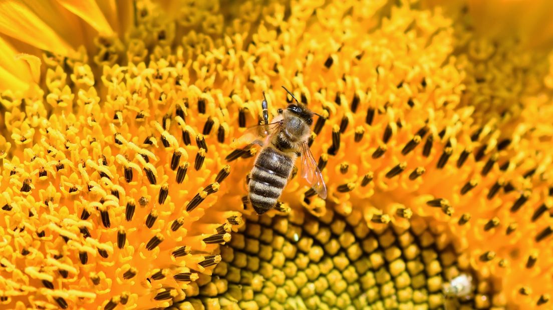 Een bij op een zonnebloem.