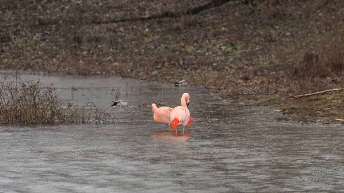 Twee felroze flamingo’s verrassen voorbijgangers in Lathum: ‘Ze zijn er wel héél vroeg bij’