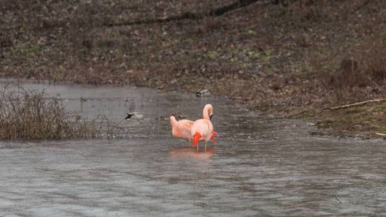 Felroze flamingo's duiken op in recreatieplas