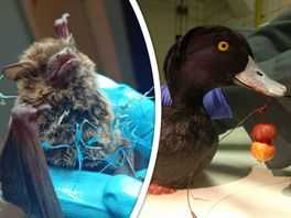 Verslikking, verstikking of verwonding: jaarlijks zijn honderden dieren slachtoffer van zwerfafval
