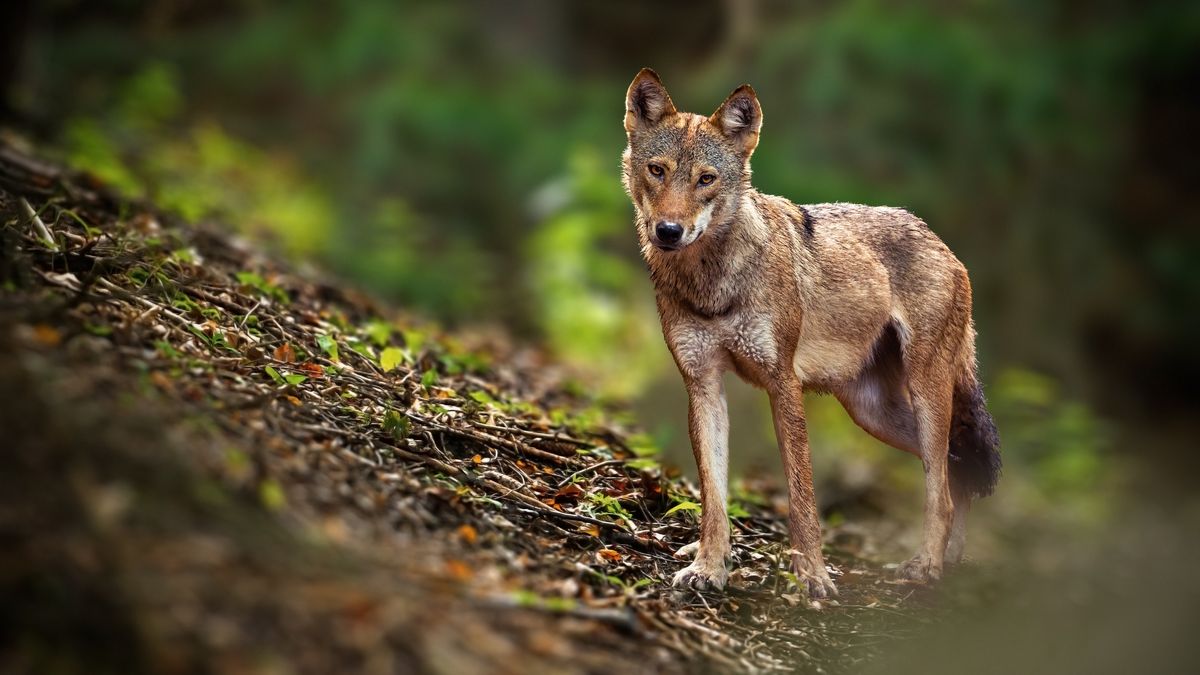 Tientallen schapen De Hamert waarschijnlijk dood door wolf